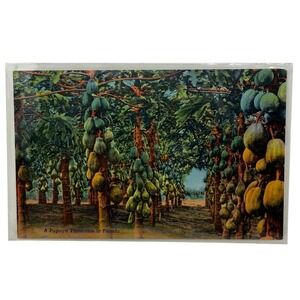 Vintage Linen Postcard Papaya Plantation in Florida Curt Teich Tropical Florida